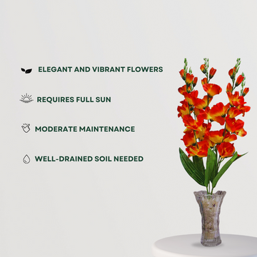 Gladiolus flower plant